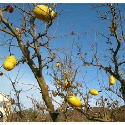Chinese Edible Quince