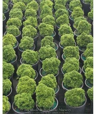 Stoneham Hinoki Cypress