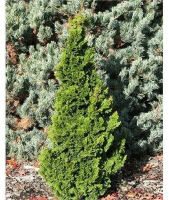 Vokel'S Upright Hinoki Cypress
