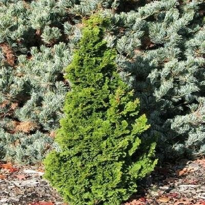 Vokel'S Upright Hinoki Cypress