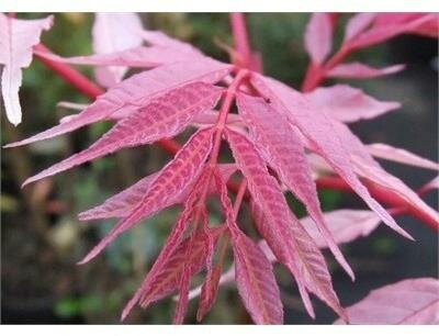 Edible Chinese Mahogany
