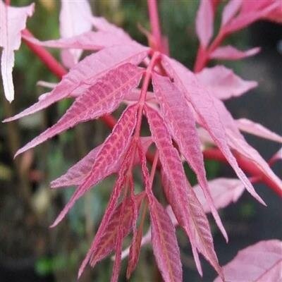 Edible Chinese Mahogany