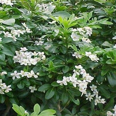 Mexican Orange - image 2