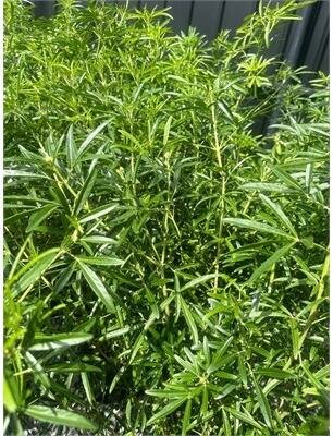 Aztec Pearl Mexican Orange - image 1