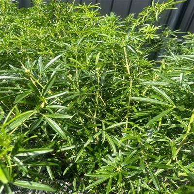 Aztec Pearl Mexican Orange - image 2