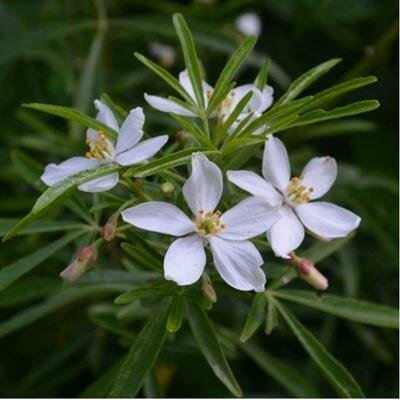 Aztec Pearl Mexican Orange - image 1