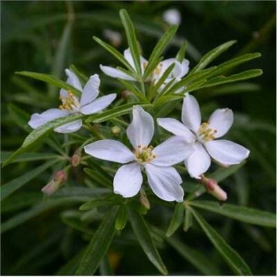 Aztec Pearl Mexican Orange - image 2