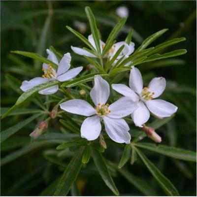 Aztec Pearl Mexican Orange - image 2