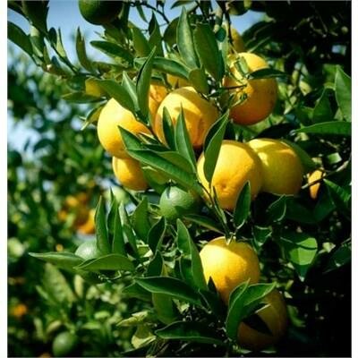 Delfino Blood Orange Plant - image 1