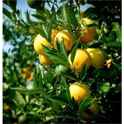 Delfino Blood Orange Plant - image 1