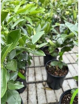 Delfino Blood Orange Plant - image 3