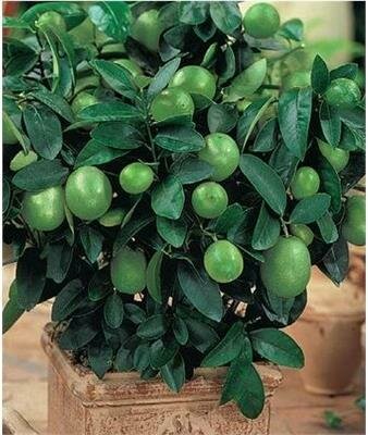 Thornless Key Lime Plant