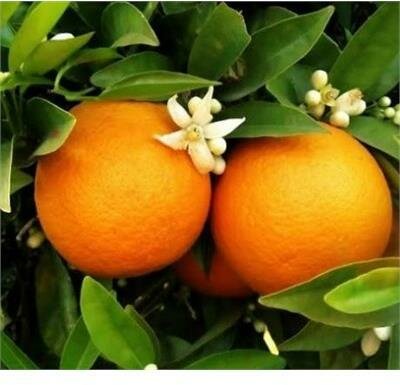 Weeping Navel Orange