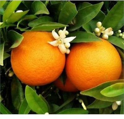 Weeping Navel Orange