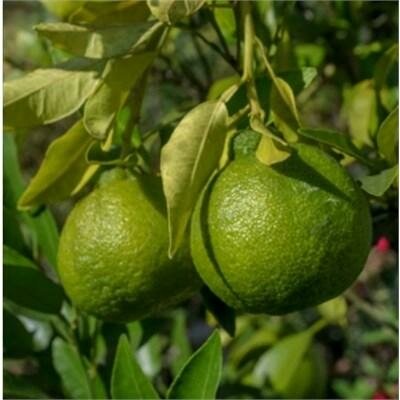 Sudachi Hybrid Yuzu