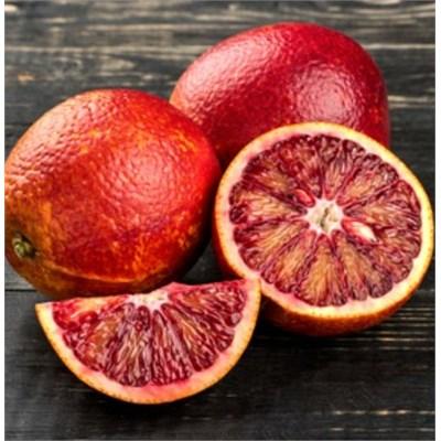 Tarocco #7 Blood Orange Plant