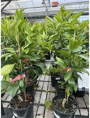 Tarocco #7 Blood Orange Plant - image 2