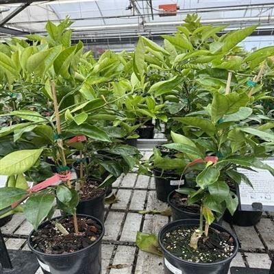 Tarocco #7 Blood Orange Plant - image 1