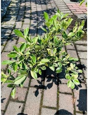 Variegated Calamondin Mini Orange - image 2