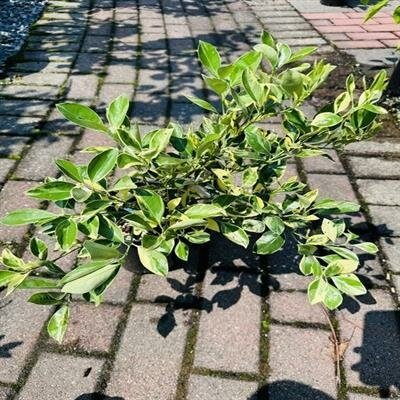 Variegated Calamondin Mini Orange - image 2