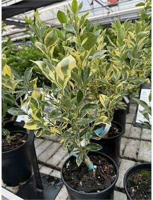 Variegated Calamondin Mini Orange - image 1