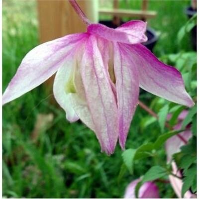 Pink Flamingo Clematis