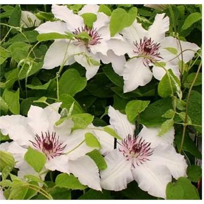 Snow Queen Clematis