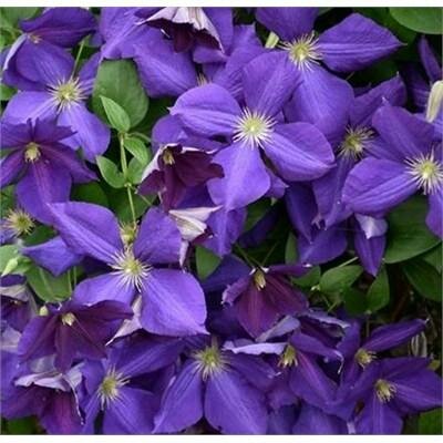 The President Clematis