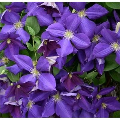 The President Clematis