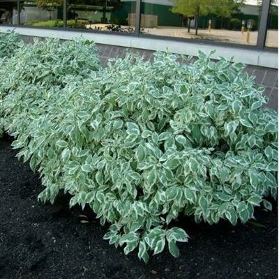Variegated Red Twig Dogwood