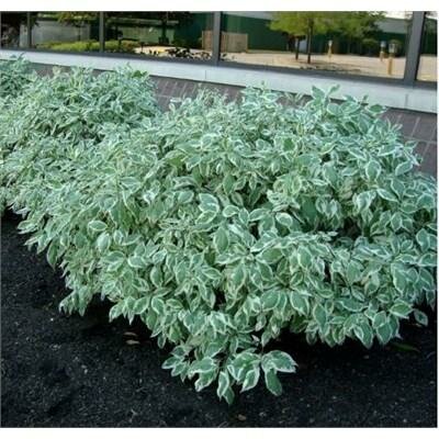 Variegated Red Twig Dogwood