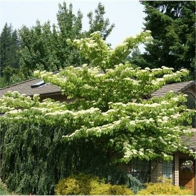June Snow Controverted Dogwood