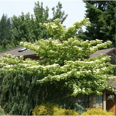 June Snow Controverted Dogwood