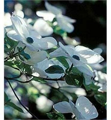 Eddie'S White Wonder Dogwood
