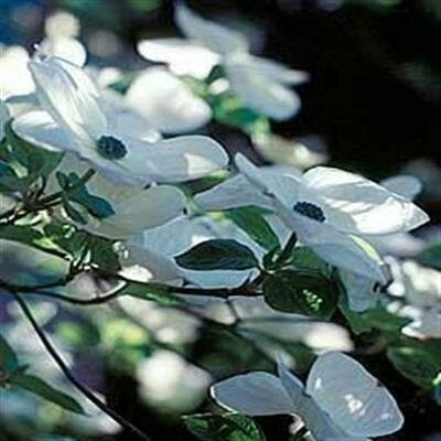 Eddie's White Wonder Dogwood - image 1