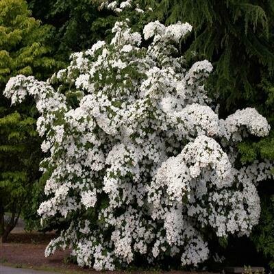 Eddie's White Wonder Dogwood - image 2