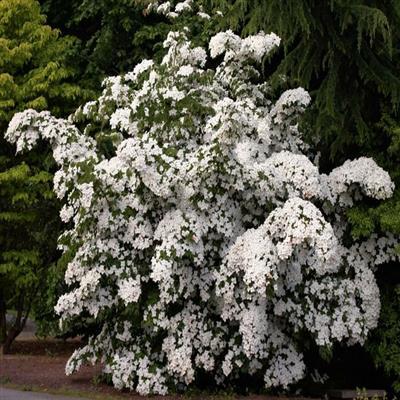 Eddie's White Wonder Dogwood - image 2