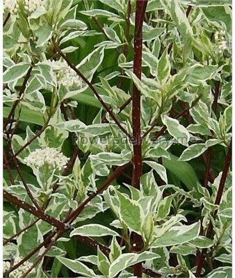 Variegated Red Twig Dogwood