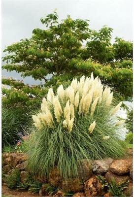 Ivory Feathers Pampas Grass