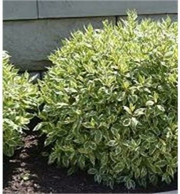 Dwarf Ivory Halo Twig Dogwood