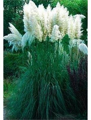 Ivory Feathers Pampas Grass