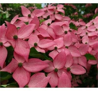 Scarlet Fire Japanese Dogwood