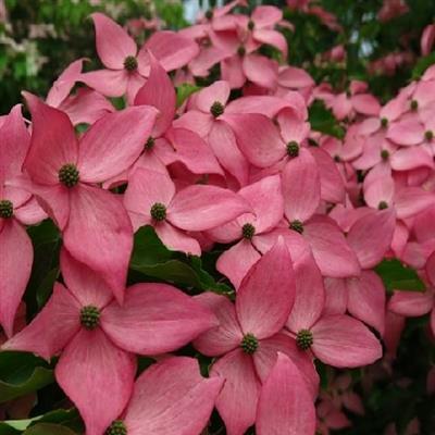 Scarlet Fire Japanese Dogwood