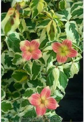 Akatsuki Japanese Dogwood