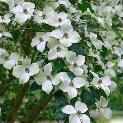 Chinese Dogwood