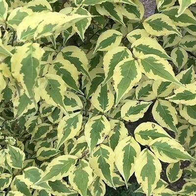 Morning Sunshine Dogwood 4-5'