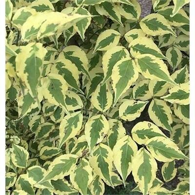 Morning Sunshine Dogwood 4-5'