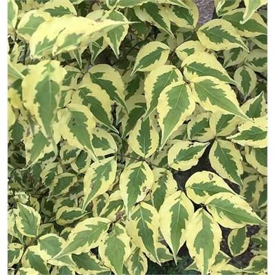 Morning Sunshine Dogwood 4-5'