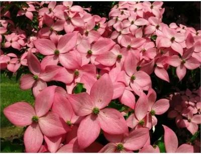 Scarlet Fire Japanese Dogwood