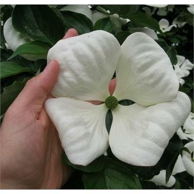 Venus Dogwood